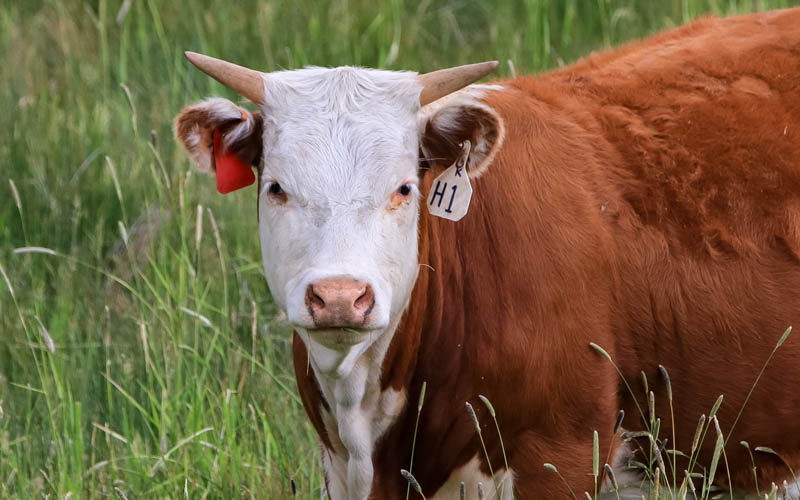 Hereford bull in a field in Grant-Kohrs Ranch NHS