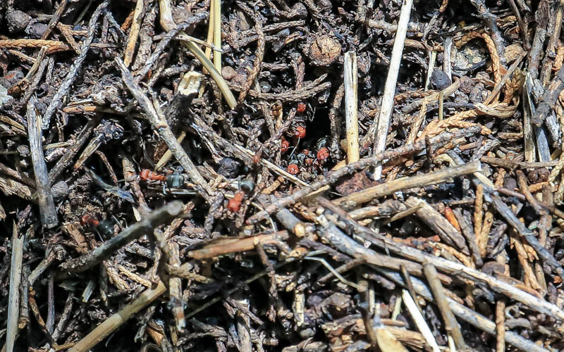 Close-up of Wood Ants in Grant-Kohrs Ranch NHS