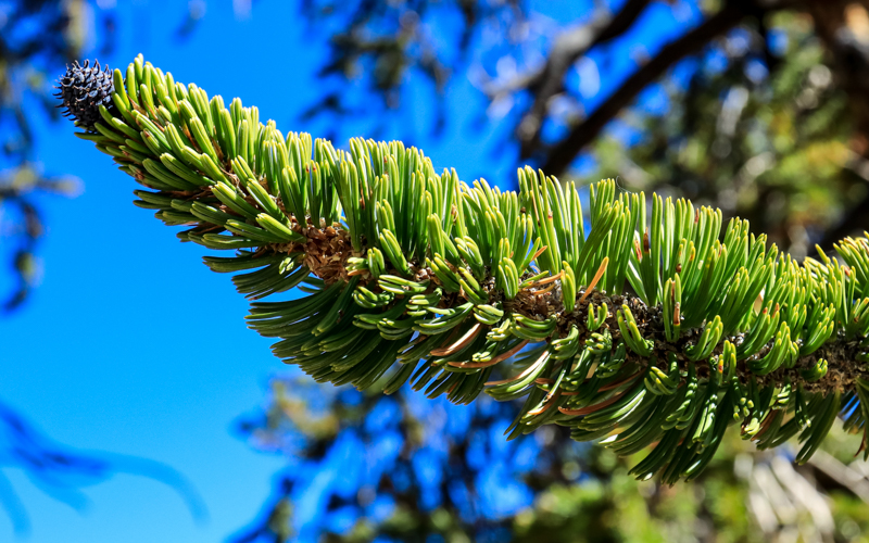 Needles of the Bristlecone Pine in the Ancient Bristlecone Pine Forest