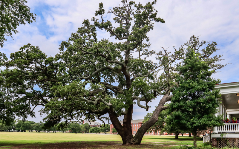 Over 400-year-old Algernourne Live Oak on the edge of the Parade Field in Fort Monroe NM