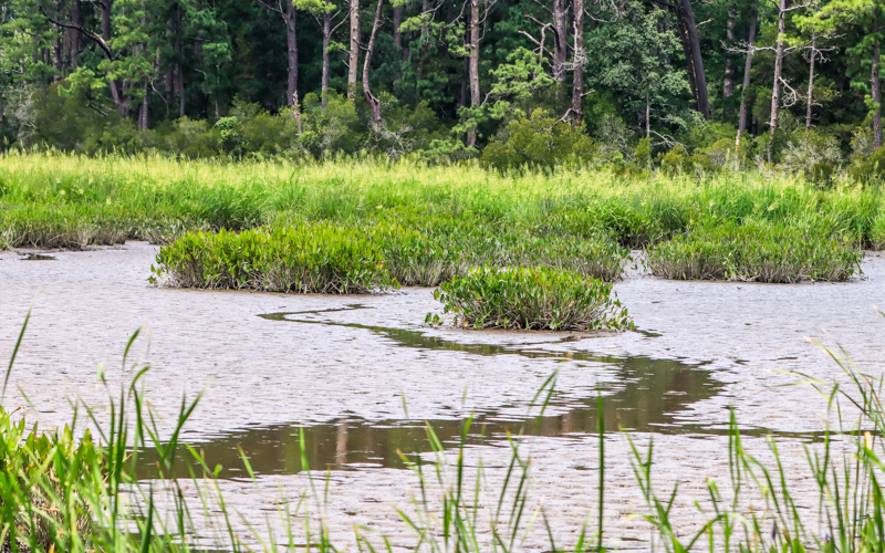 View of a marsh along the Colonial Parkway in Colonial NHP