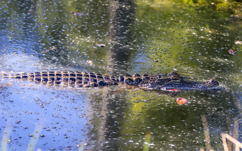 Alligator glides through swamp water in Alligator River National Wildlife Refuge