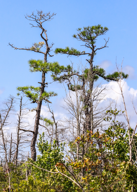 Two tall trees towering above the swamp in Alligator River National Wildlife Refuge