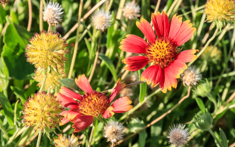 Flowers in the Lighthouse Inlet Heritage Preserve on Morris Island near Charleston South Carolina