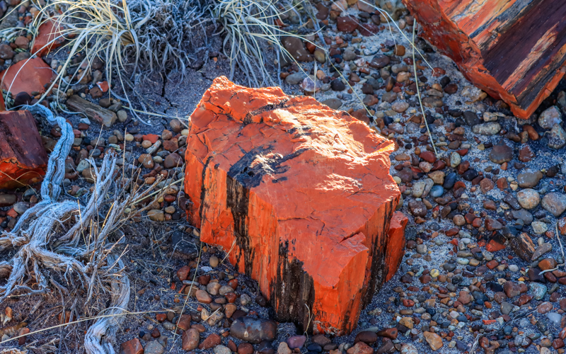 A brightly colored piece of petrified wood along the Long Logs Trail in Petrified Forest NP