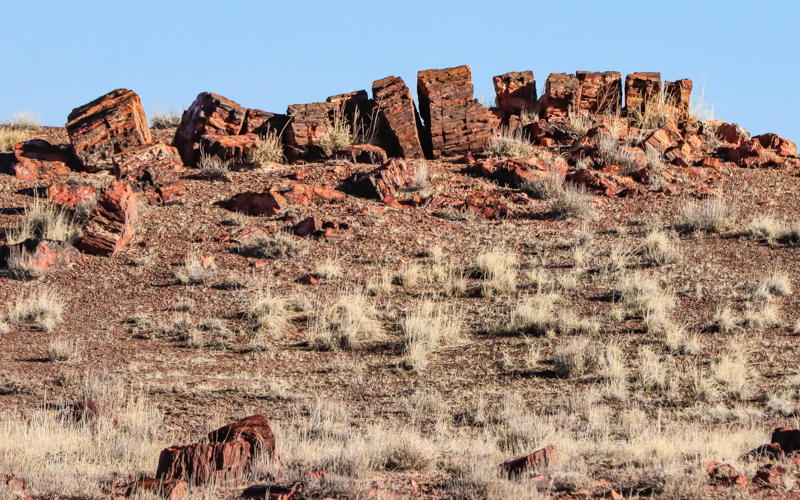 Petrified tree trunk broken in pieces along the Long Logs Trail in Petrified Forest NP