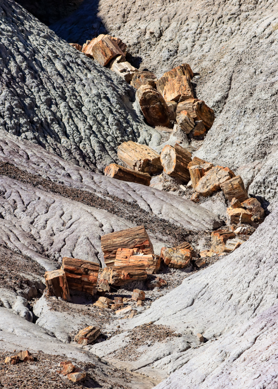 Petrified sections of a log along the Blue Mesa Trail in Petrified Forest NP