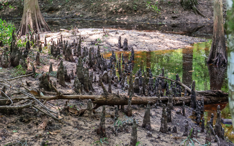 Large group of cypress knees on a slough along the Beaver Slide Trail in Big Thicket National Preserve