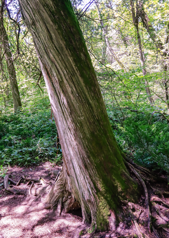 Large Cedar tree in the old growth cedar forest in Sleeping Bear Dunes NL