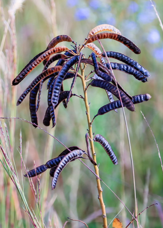 Seed pod stalk in the grasses in Tallgrass Prairie National Preserve