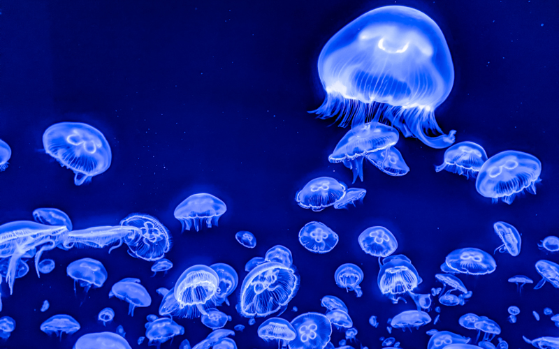 Jellyfish projected on the dome inside at The Sphere in Las Vegas