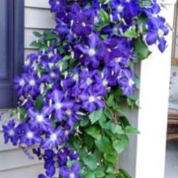 Clematis by front door - June 2014