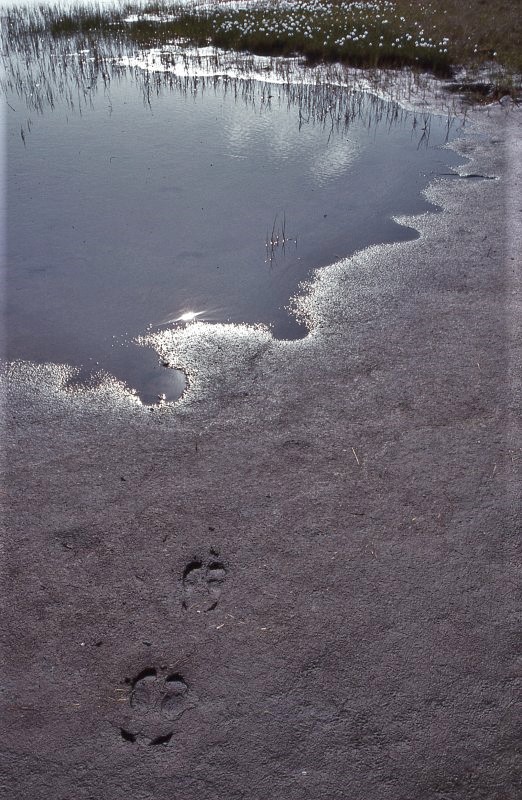 Barren-ground Caribou