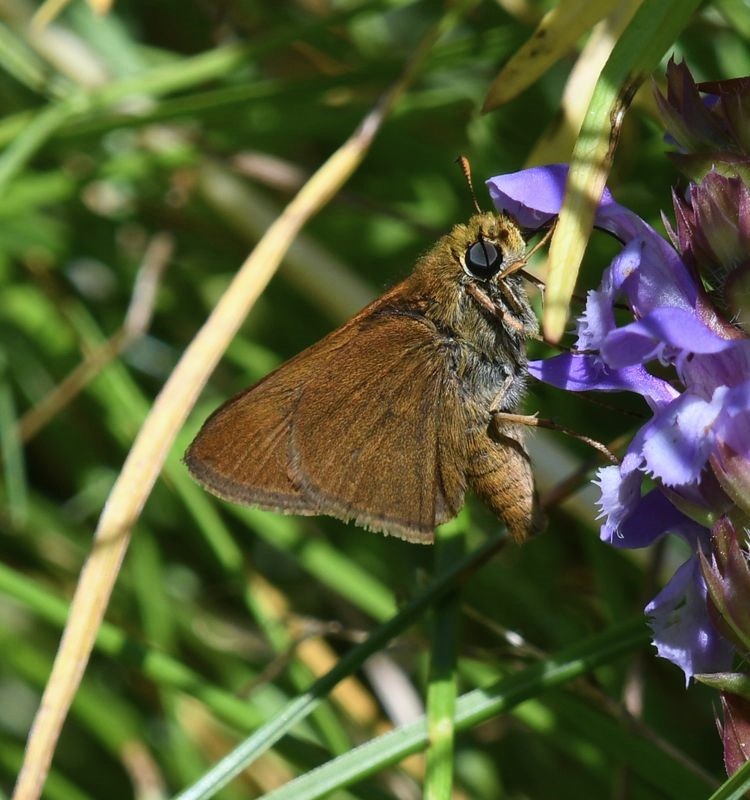 Dun Skipper: Euphyes vestris