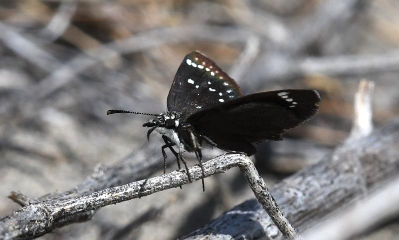 Common Sootywing: Pholisora catullus