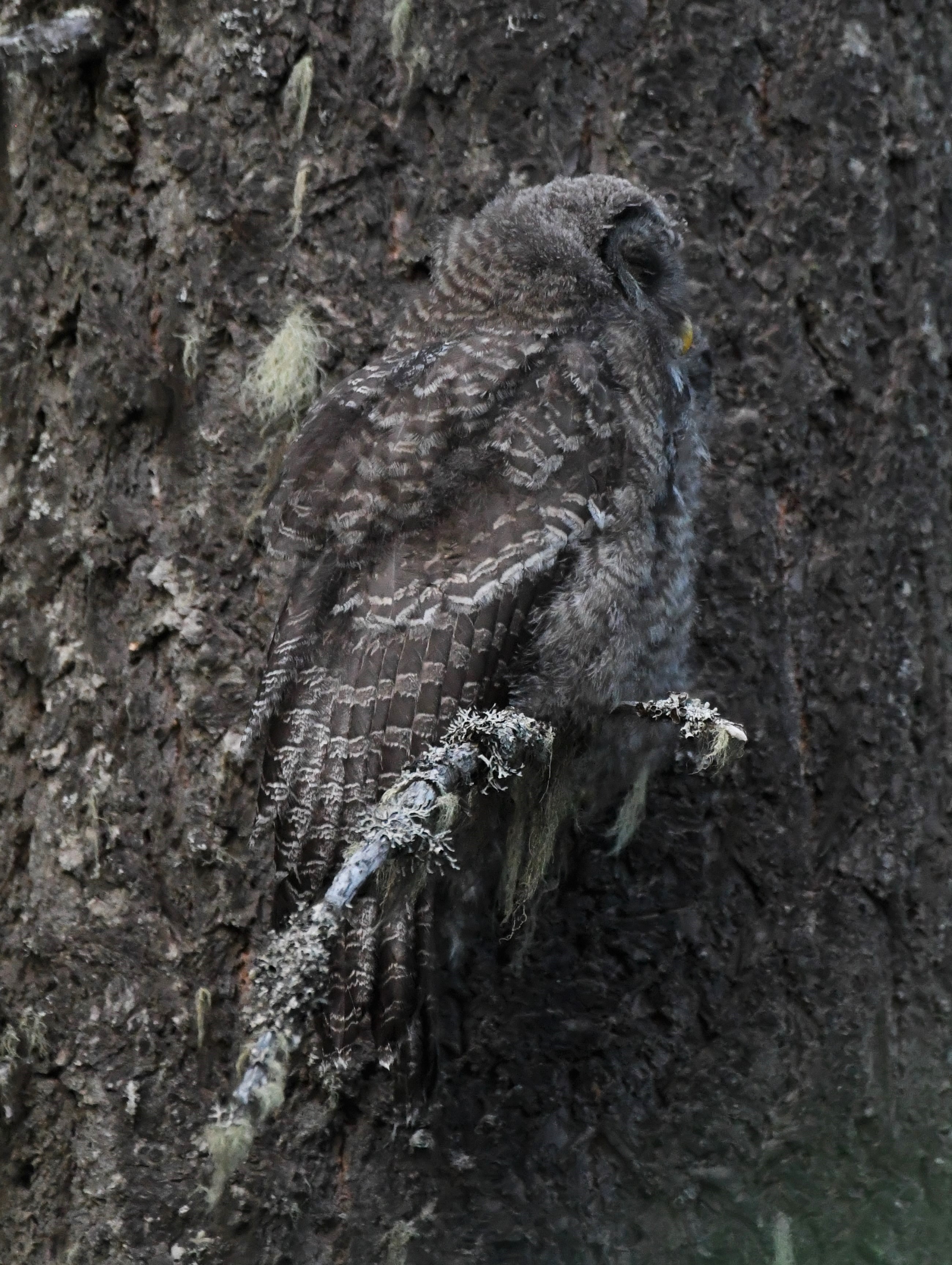 Great Gray Owl