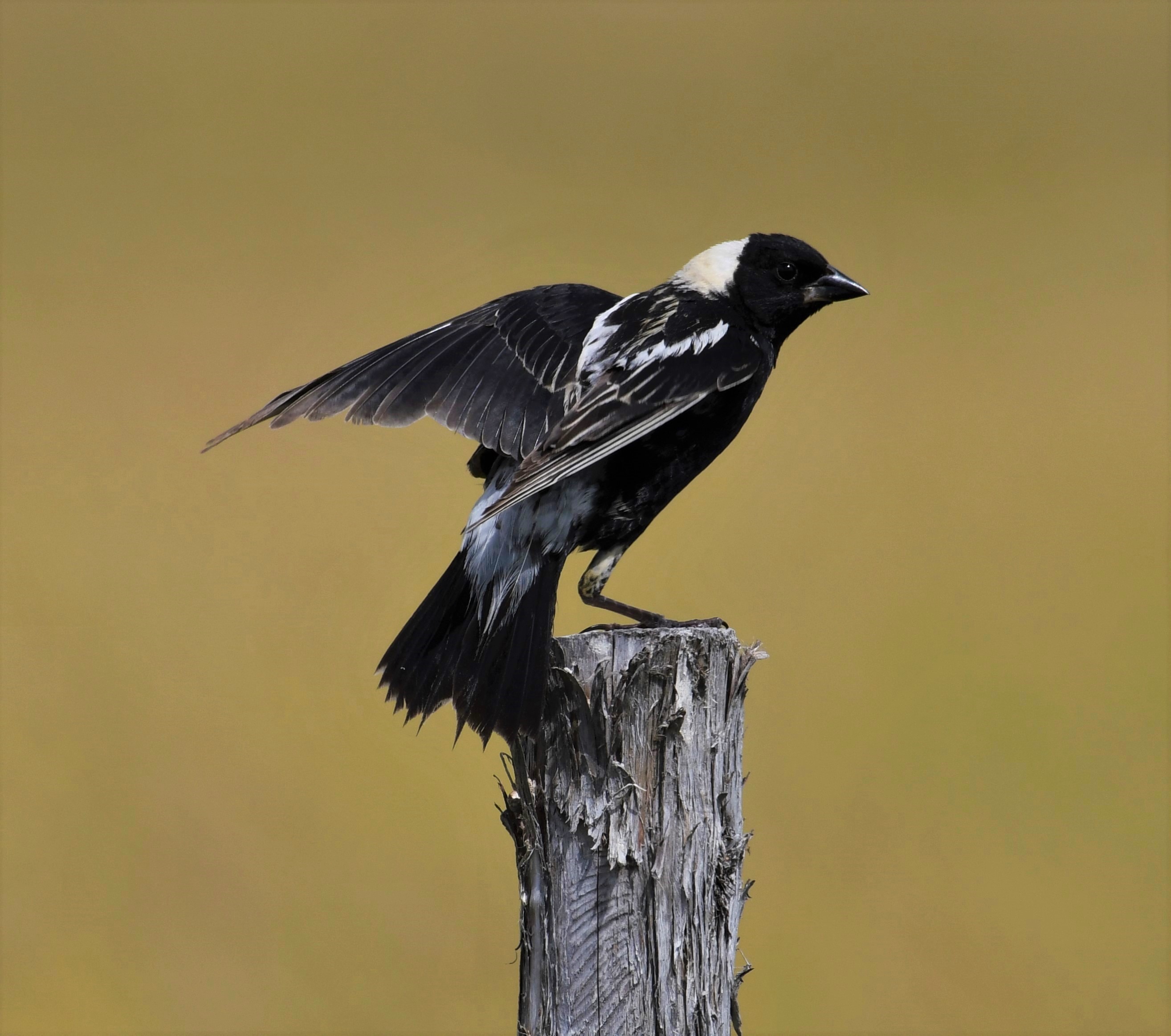 Bobolink