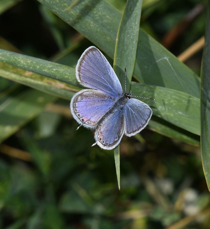 Eastern Tailed Blue: Cupido comyntas