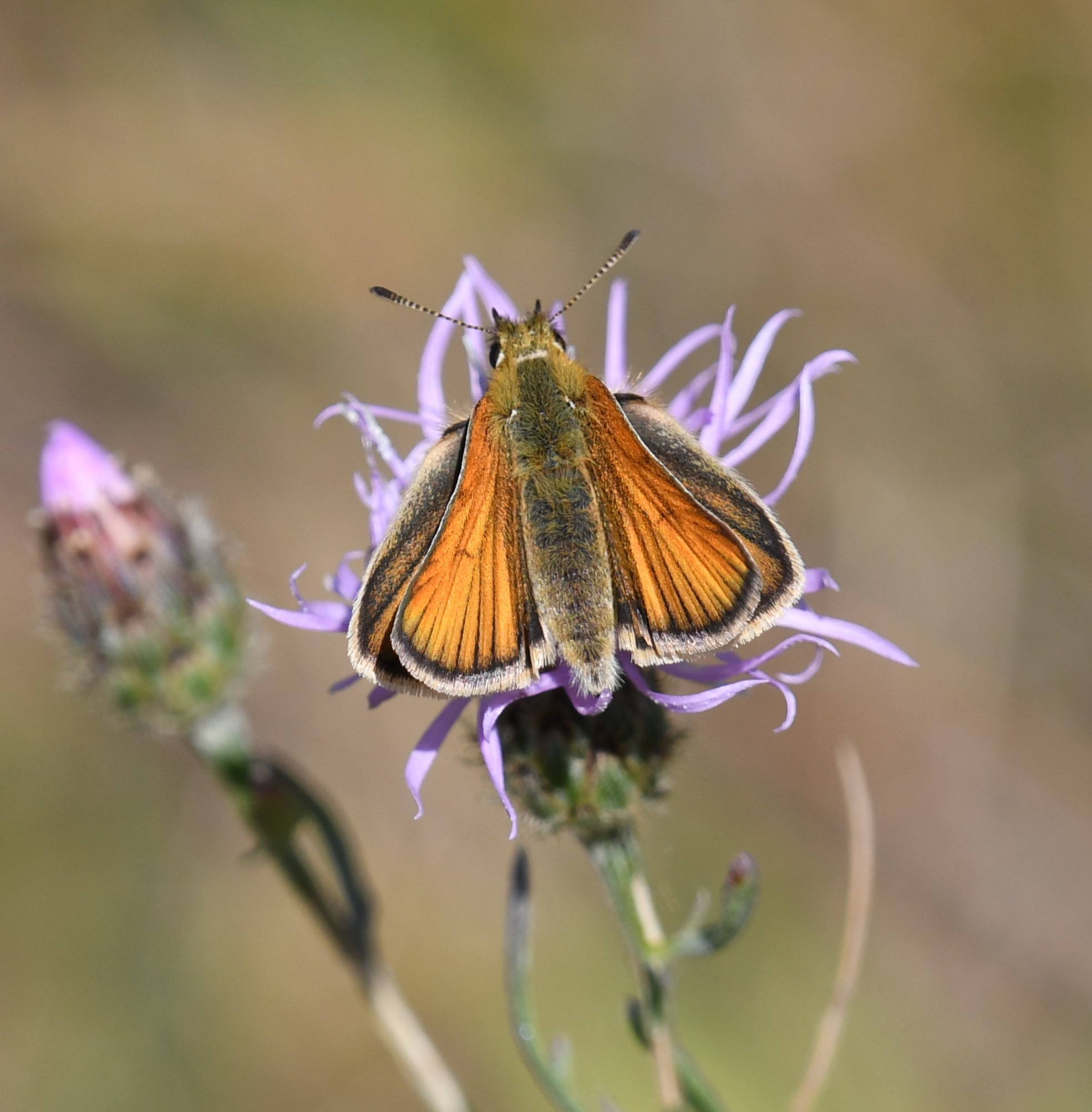 European Skipperling: Thymelicus lineola