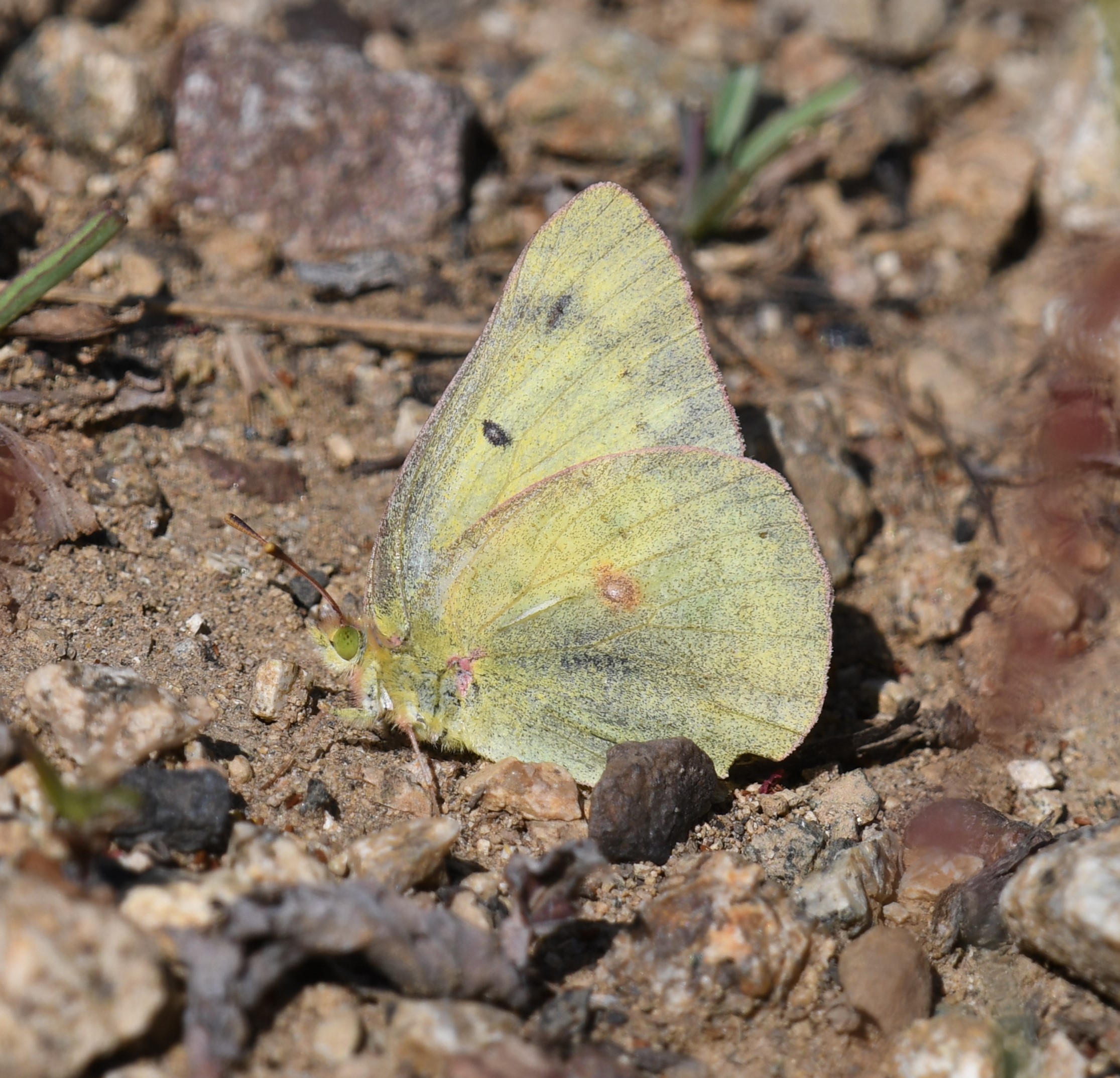 Orange Sulphur: Colias eurytheme