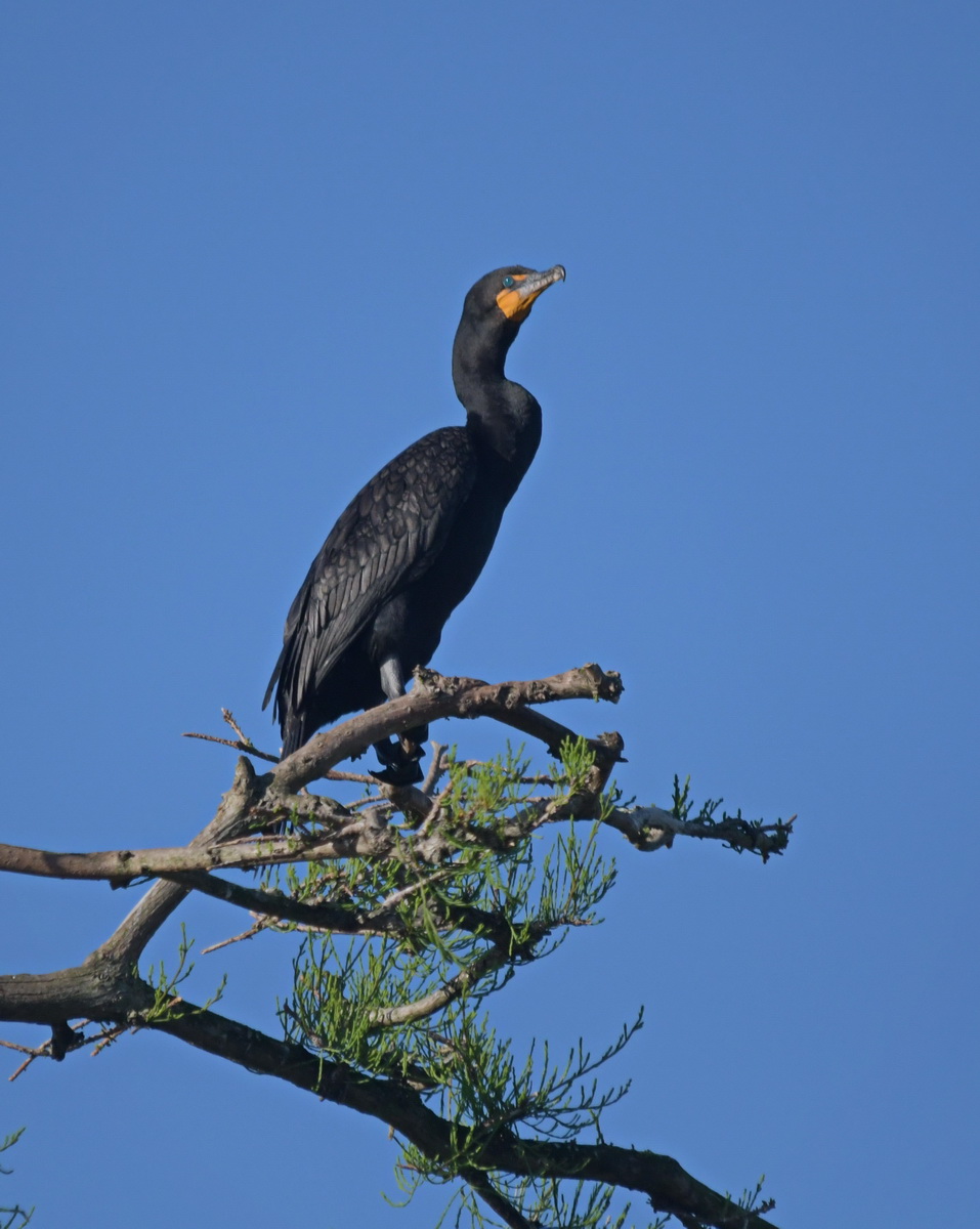 DSC_5591.JPG