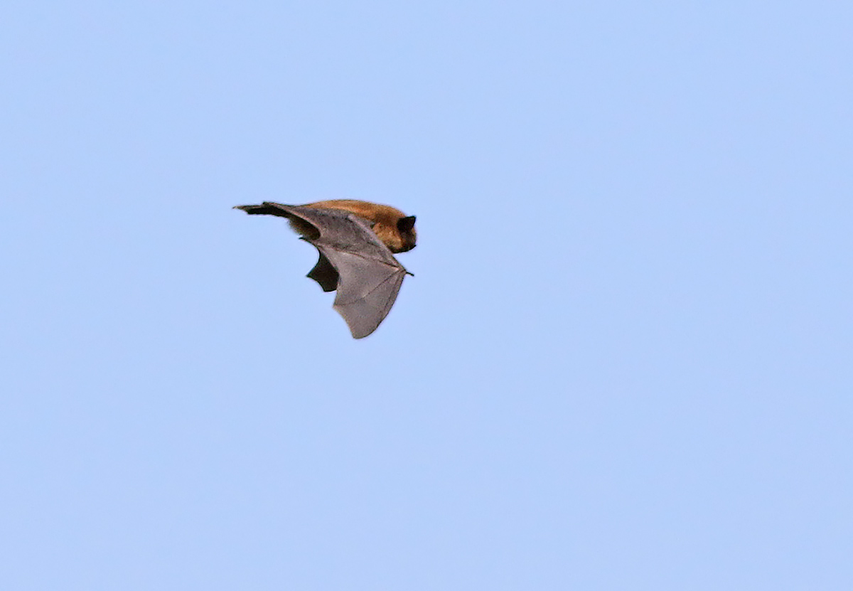 Dvrgpipistrell - Common pipistrelle (Pipistrellus pygmaeus) 