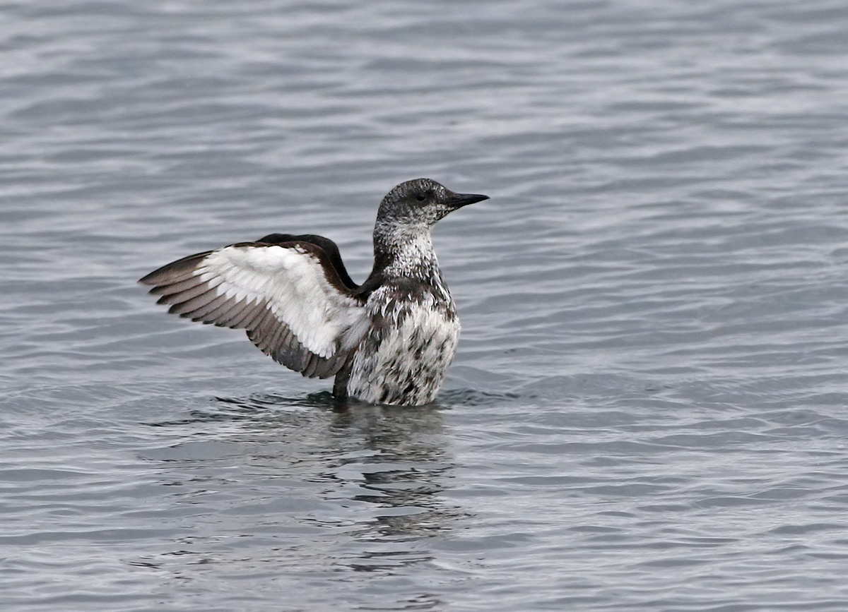 Tobisgrissla - Black Guillemot (Cepphus grylle) 