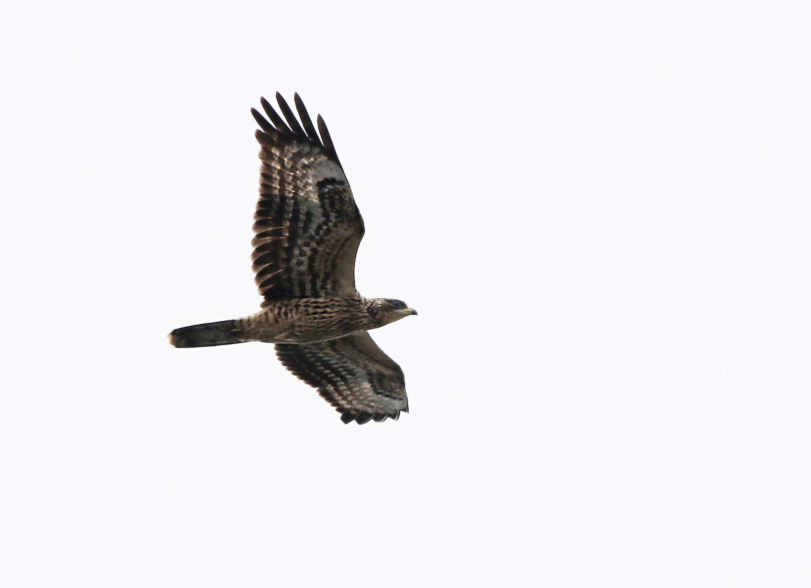 European Honey-buzzard (Pernis apivorus)