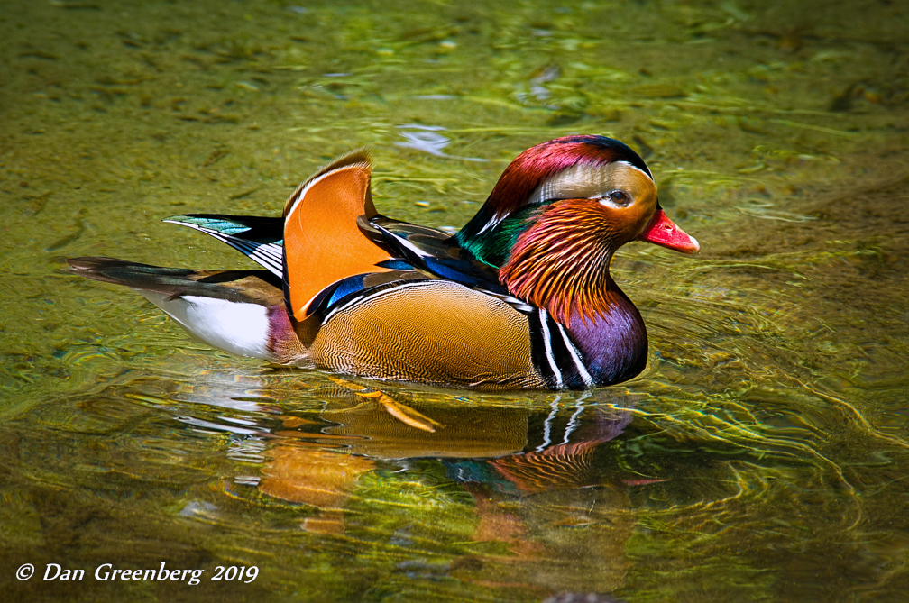 Mandarin Duck