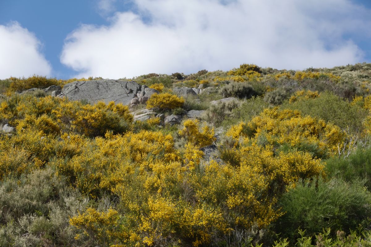 Serra da Estrela