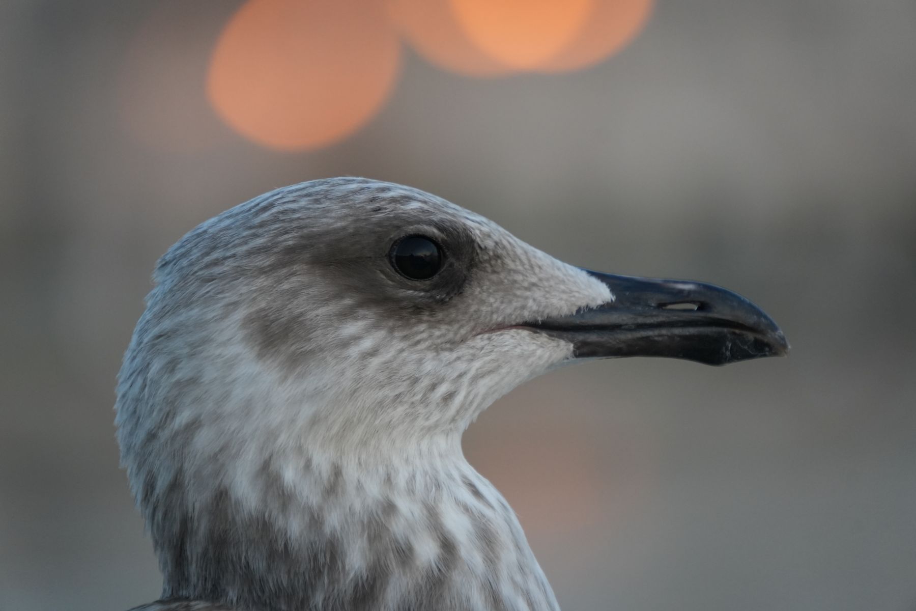 Trieste