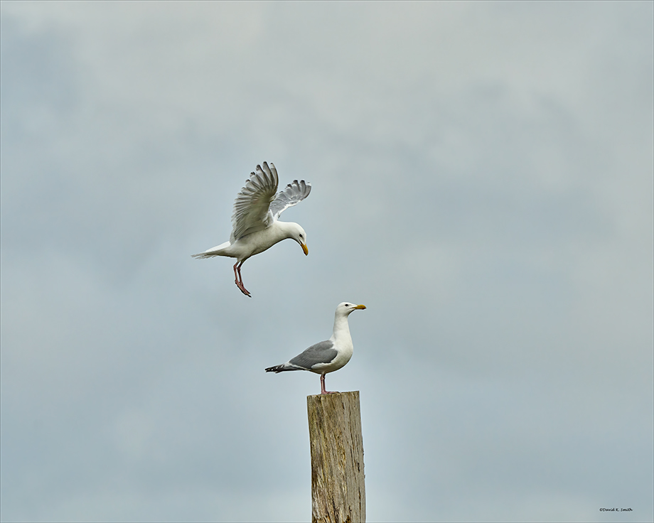 Common sea gull, Skagit, Co.