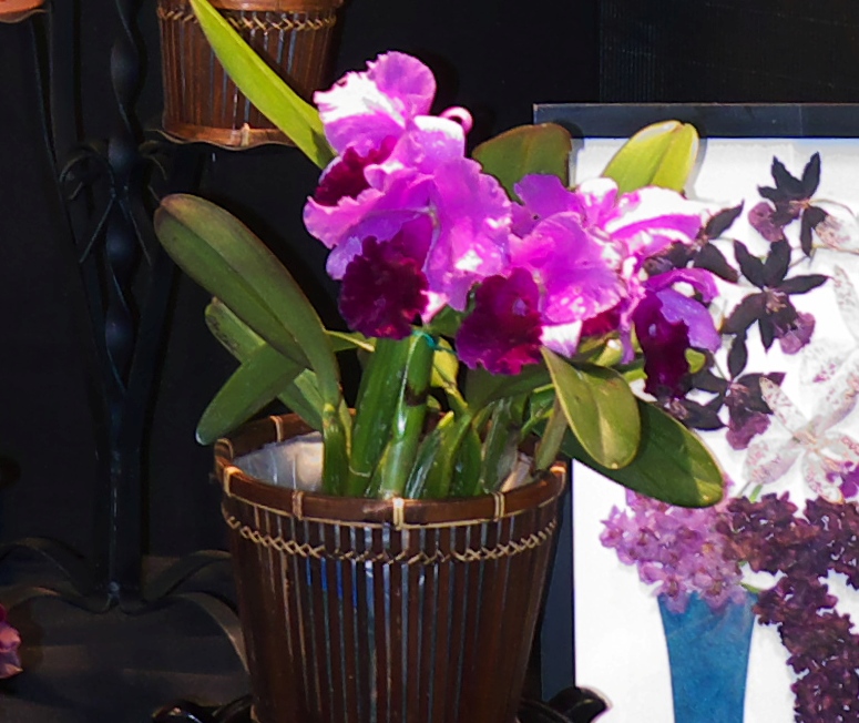 BLC Sweet Harmony Mothers Joy