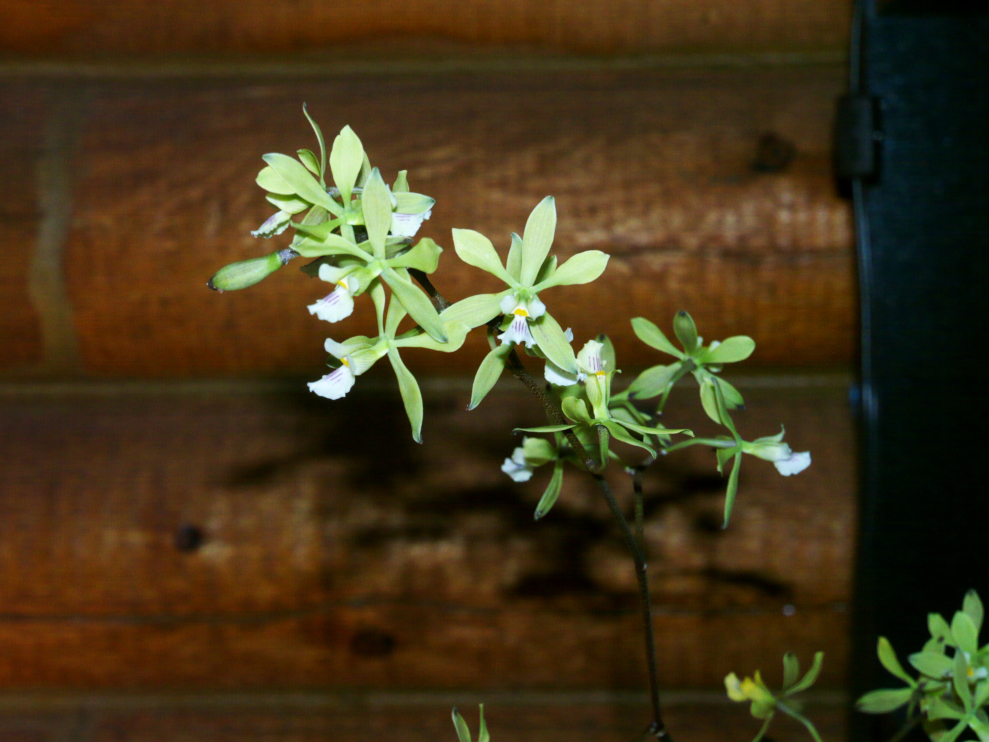 Encyclia diurna