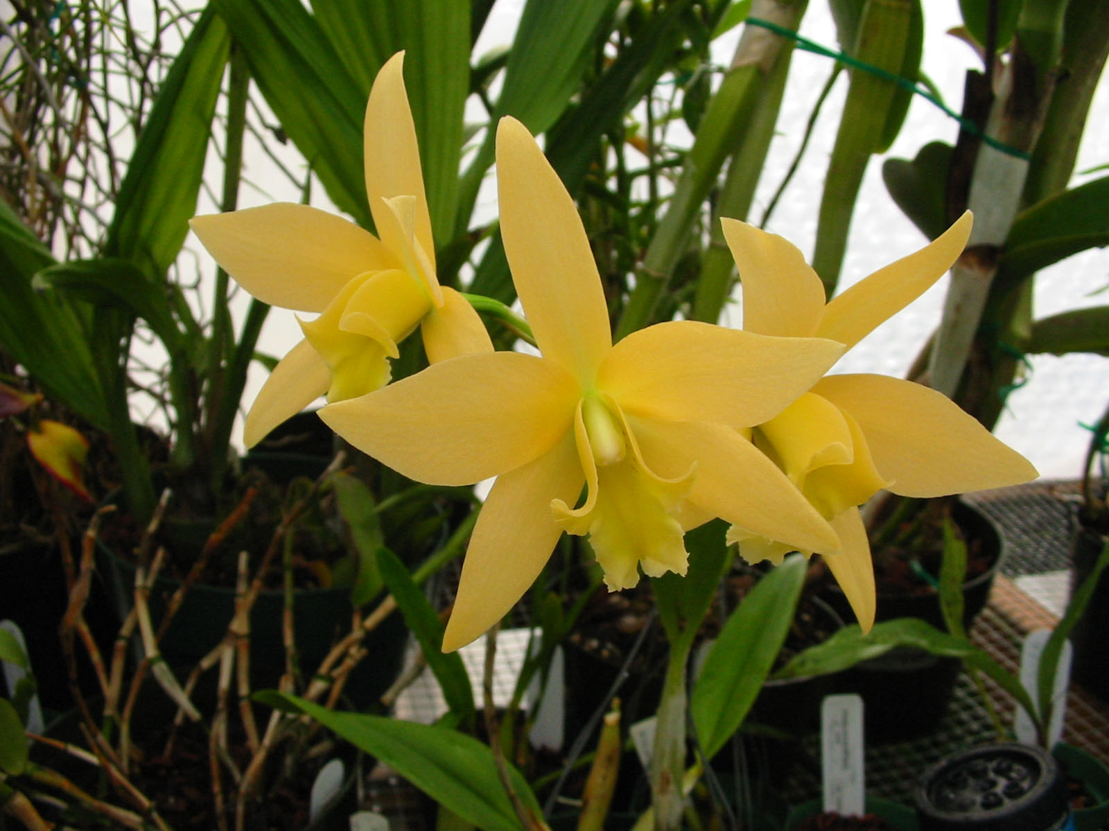 Laelia Canariensis Golden Glow