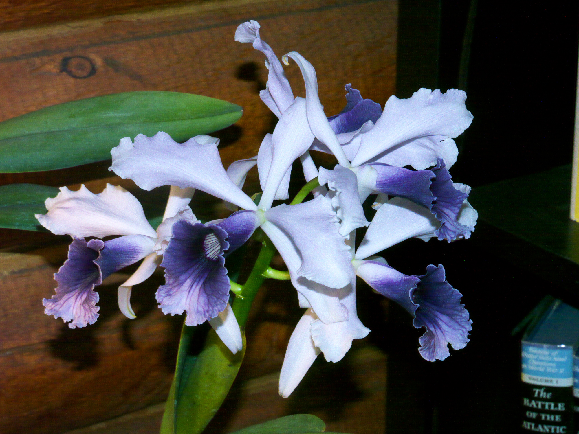 Laelia purpurata #12 v werkhauser