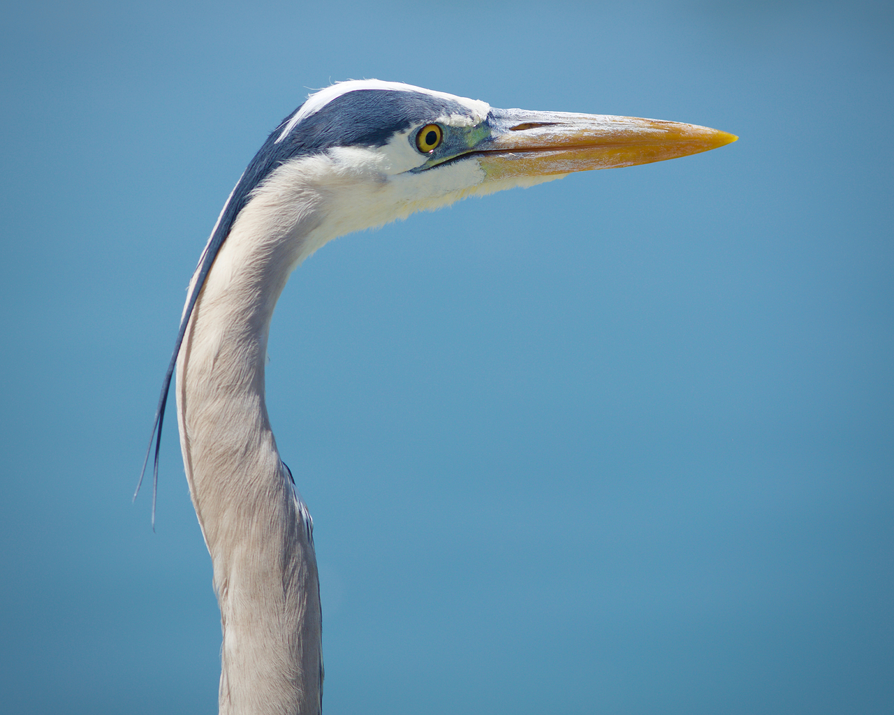 Up Close : Great Blue Heron