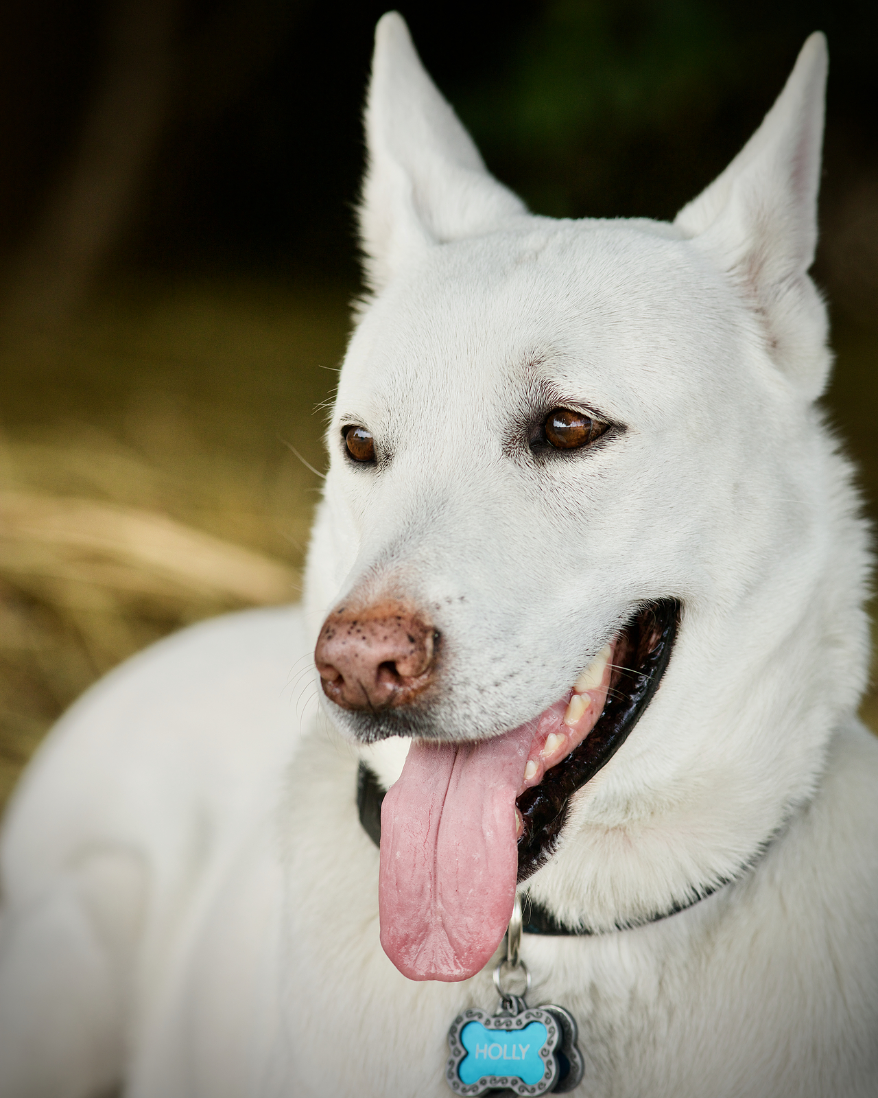 Holly : White German Shepherd