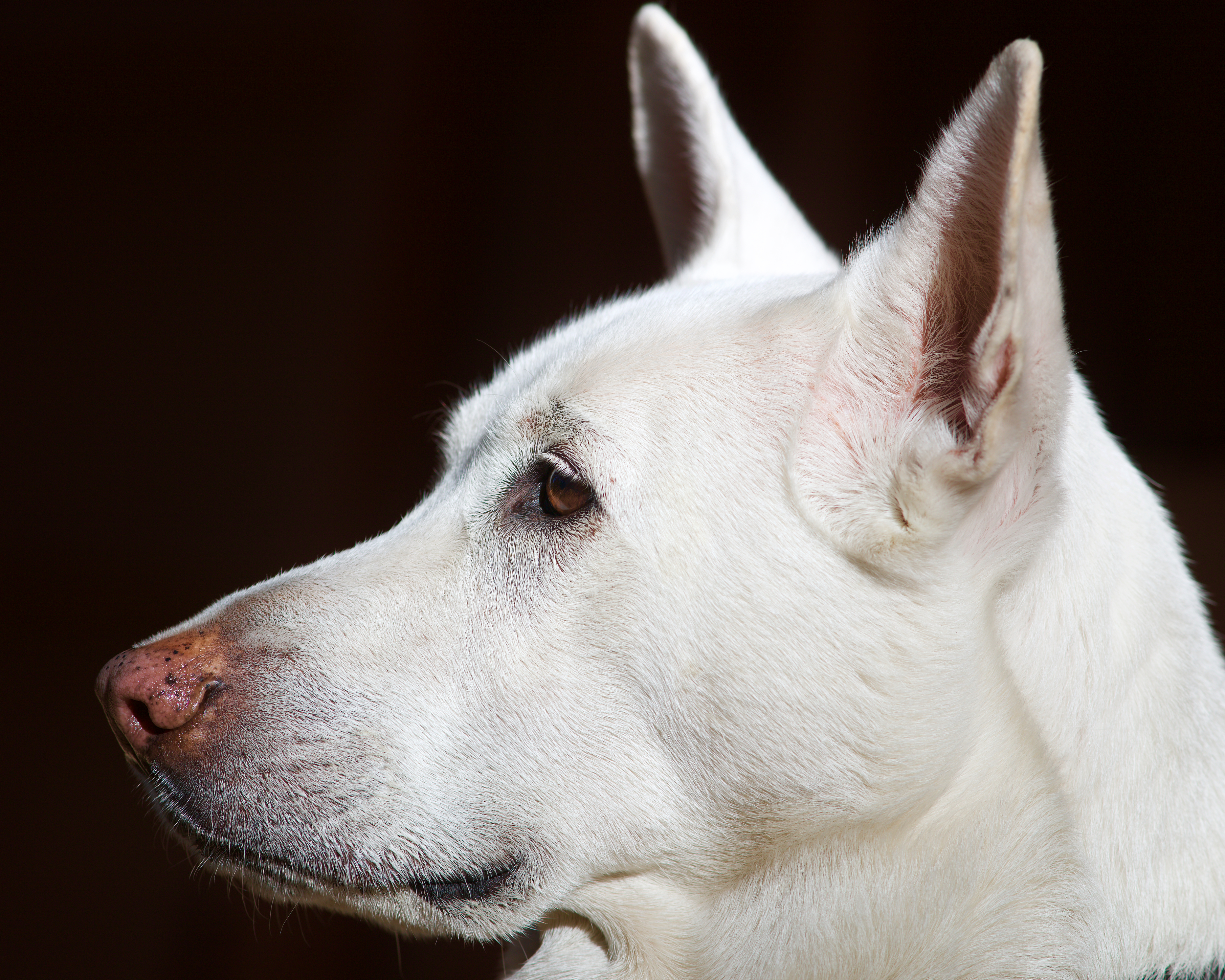 Holly : White German Shepherd : Portrait