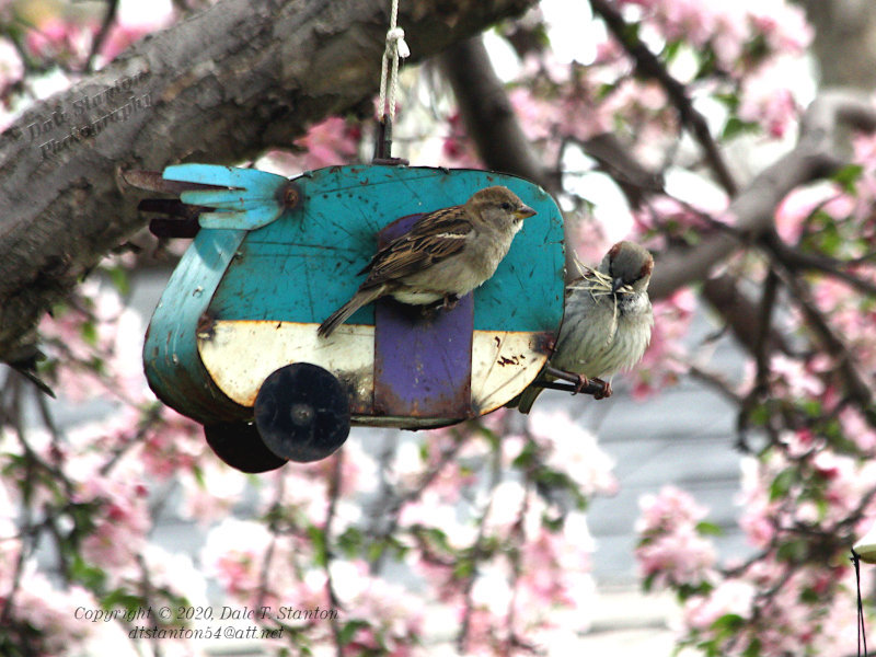 Sparrows Nest Building - IMG_2331.JPG