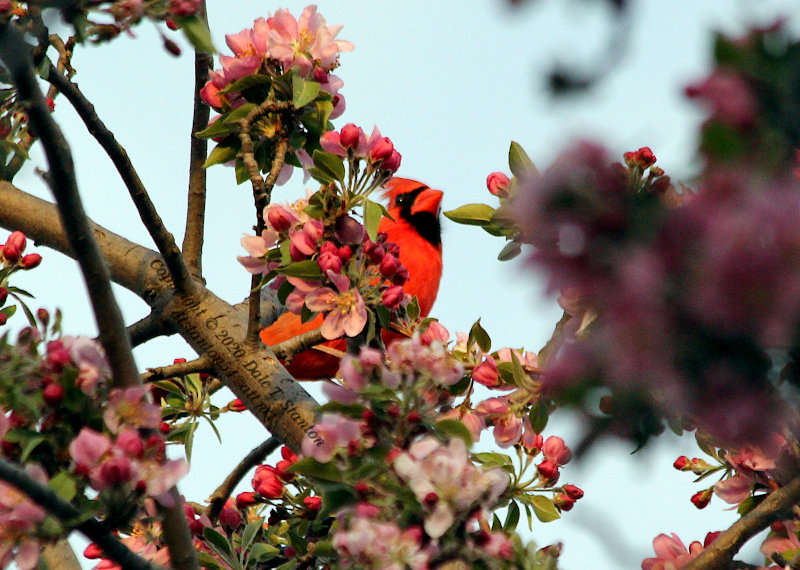 Cardinal in Crab Apple - IMG_2361.JPG