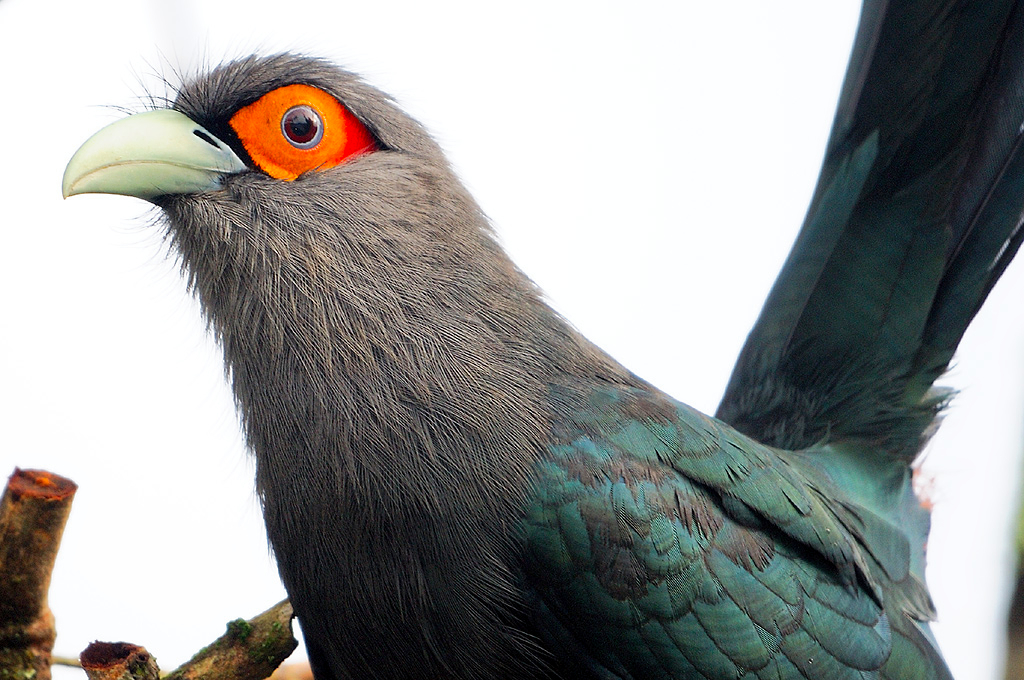 Chestnut-bellied Malkoha ( Phaenicophaeus sumatranus )