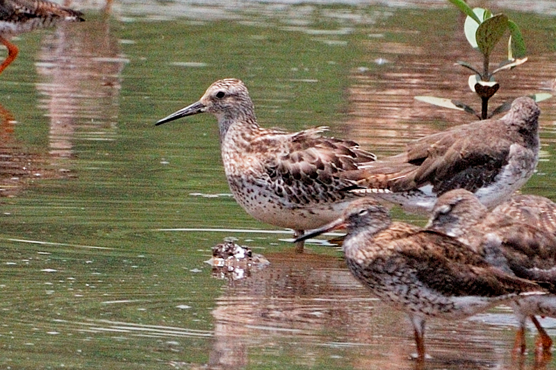 Great Knot (Calidris tenuirostris)