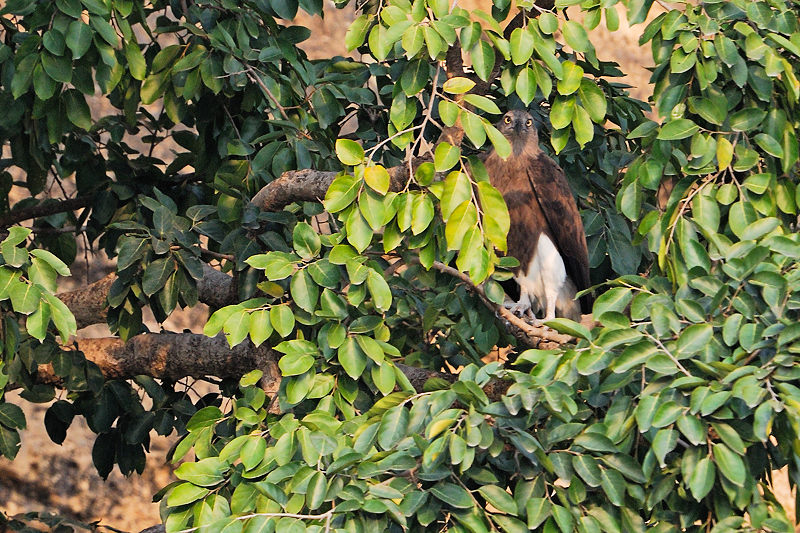 Lesser fisher Eagle