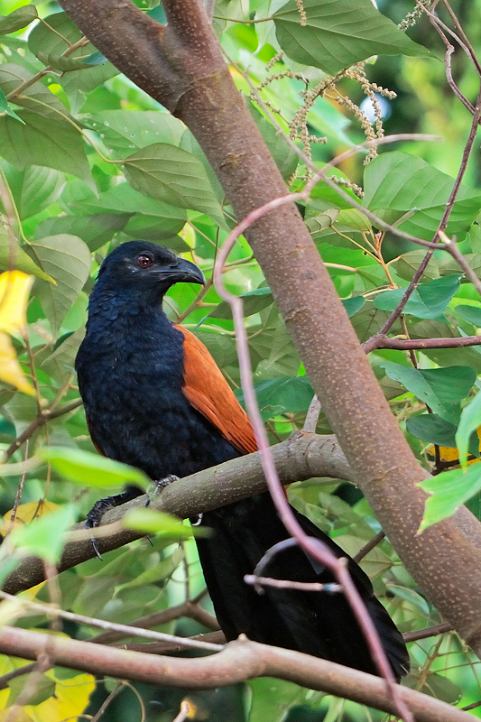 Greater Coucal (Centropus sinensis)
