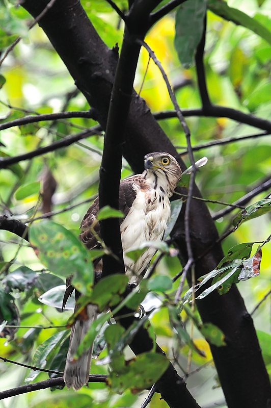 Crested Goshawk (Accipiter trivirgatus), Juvenile