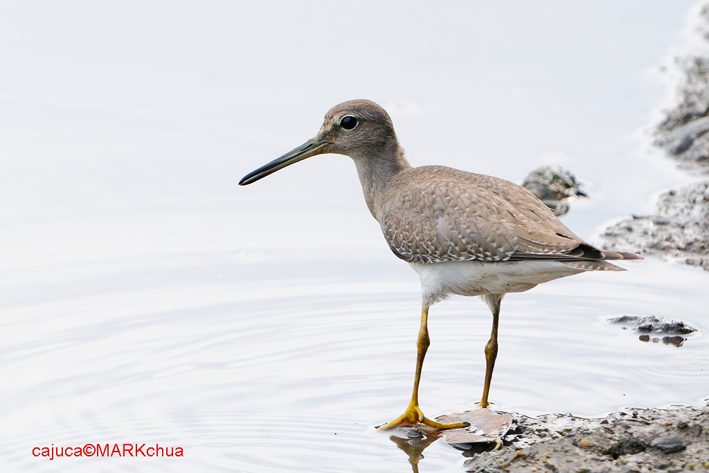 Grey-tailed Tattler (Tringa brevipes)