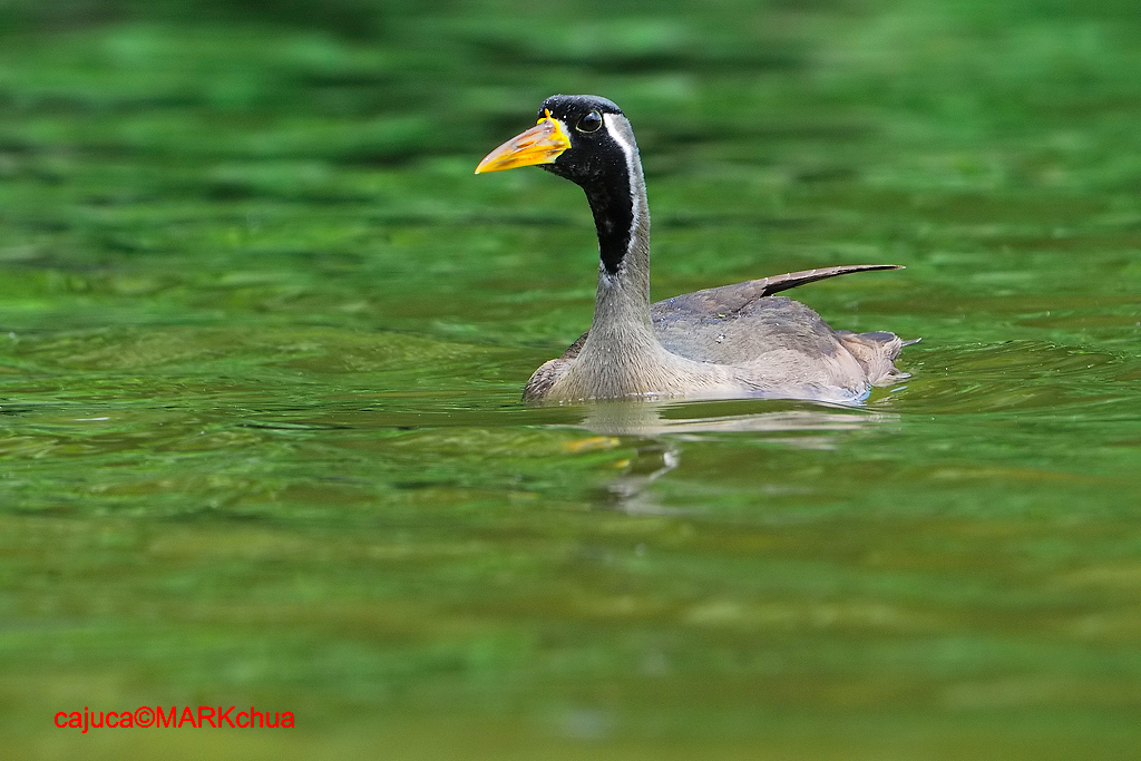 Masked Finfoot (Heliopais personata), Male
