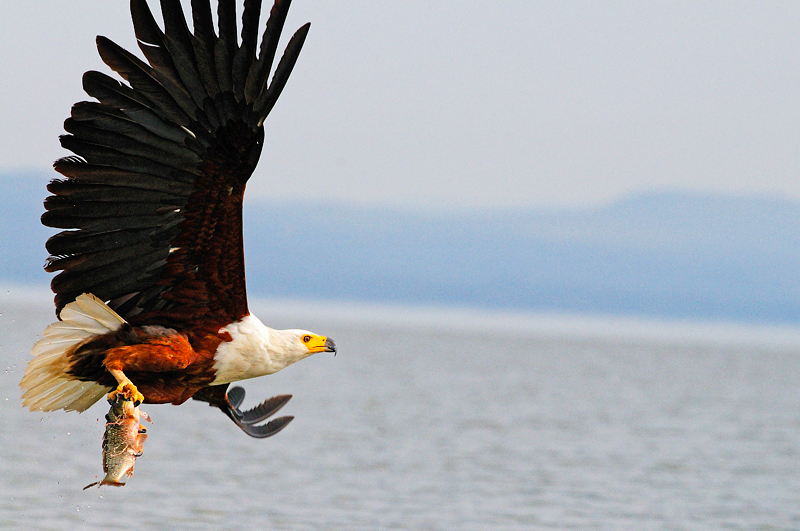 African Fish Eagle (Haliaeetus vocifer)