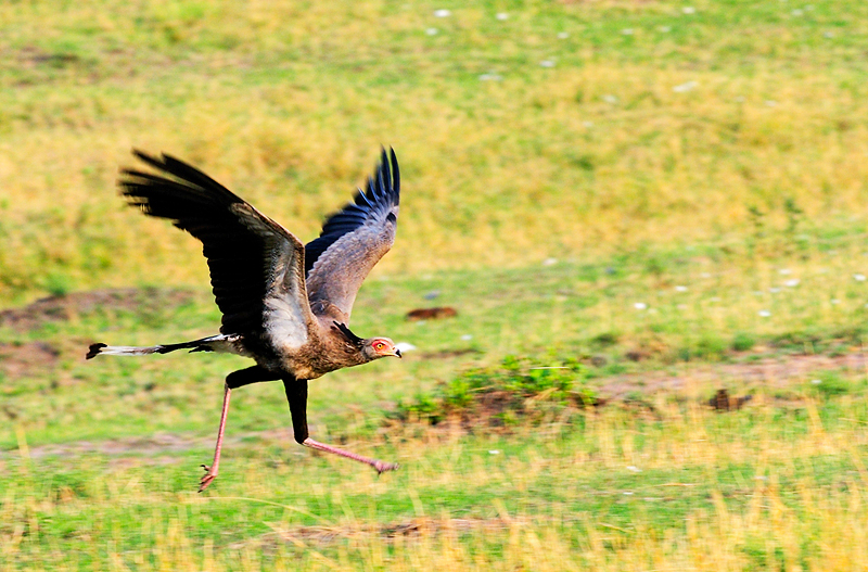 SecretaryBird (Sagittarius serpentarius)